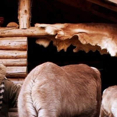 Photo de l'activité 'Visite du Parc animalier de la Vallée d'Amarok en Hiver' dans le secteur de Coucouron