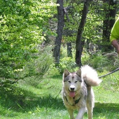 Photo de l'activité 'Cani-Rando | Cani-trotinette' dans le secteur de Coucouron