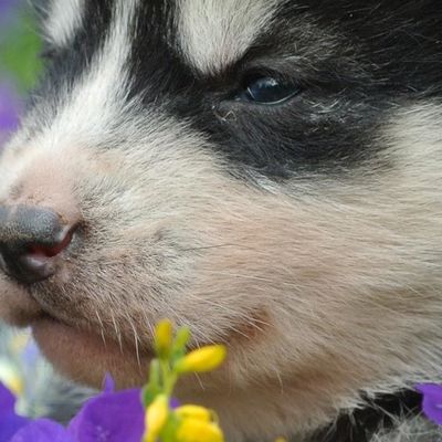 Photo de l'activité 'Visite du parc animalier de la Vallée d'Amarok en Été' dans le secteur de Coucouron