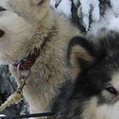 Photo de l'activité 'Balade en traîneau à chiens' dans le secteur de Coucouron